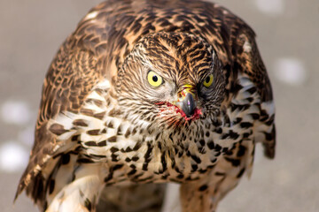 Predatory terrifying look of a goshawk after a game hunt.