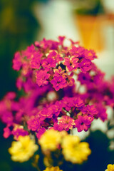 Obraz premium flowers in the garden