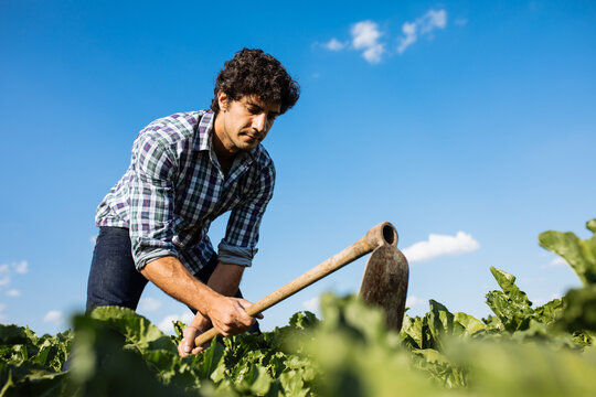 Man working in farm field with hoe in Salamanca, Spain