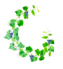 English letter G from grape branches