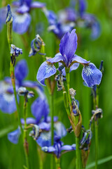 Close-up detailed view of blue Iris flower (Sibiricae) in the garden planted as ornamental plant. Blurred background. Poland, Europe.