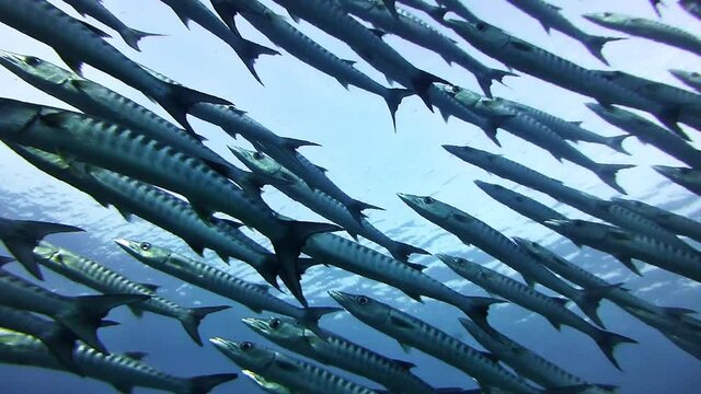 Hundreds of barracudas,  Diver directly under a swarm closeup