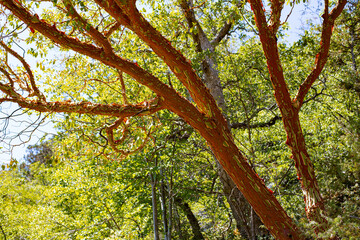 red-barked tree