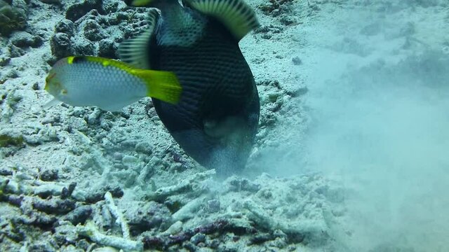 Triggerfish is looking for something to eat between corals in a sandy bottom