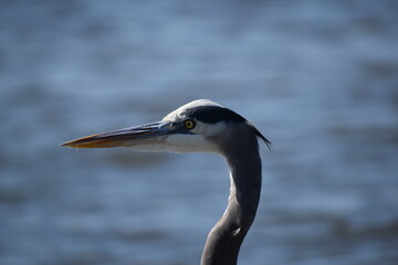 Blue Heron
