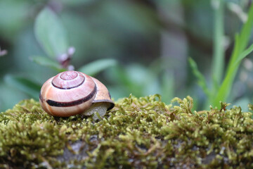 Schneckenhaus auf Moos im Garten