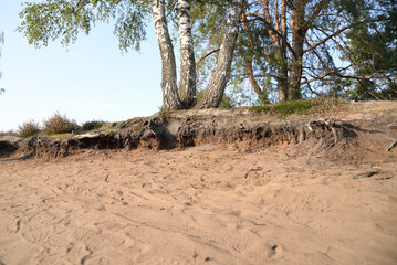 Birch on a cliff near a sand road.