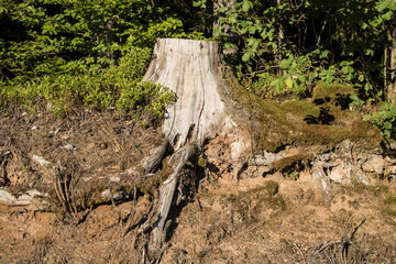Alter Baumstumpf im Wald