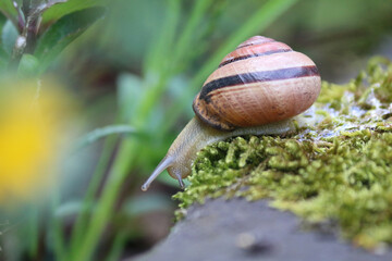kriechende Schnecke mit Schneckenhaus