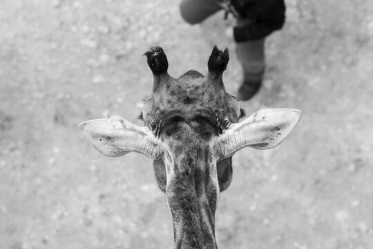 Close-up image, top view of a giraffe's head, Jerusalem, Israel.