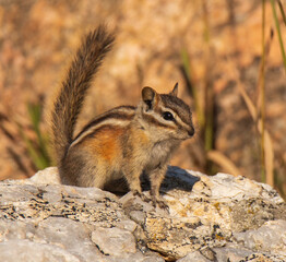 Chipmunk in the forest