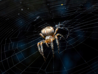 Spider on spiderweb close up