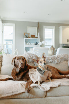 Two dogs sitting on a couch together