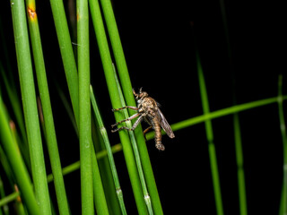 Insect on grass in forest