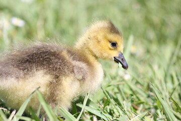 Canadian Gosling