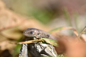 Lizard sunbathes on stone with closed eyes in an autumn mountain landscape