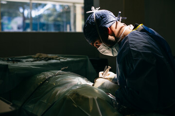 Male vet making incision during surgery