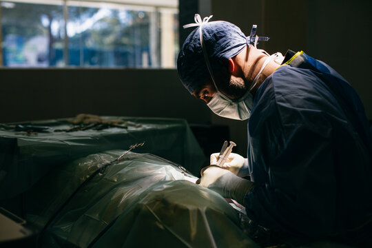 Male vet making incision during surgery