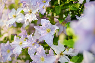 Flowering pink clematis in the garden. Flowers blossoming in summer.