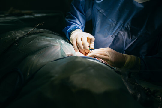 Crop surgeon doing surgery to animal