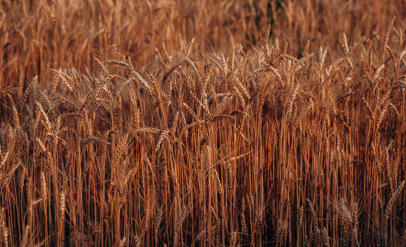 Field with spikelets of ripe wheat