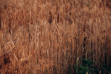 Field with spikelets of ripe wheat
