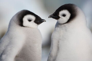 Emperor Penguin Chicks, Snow Hill Island, Antarctica