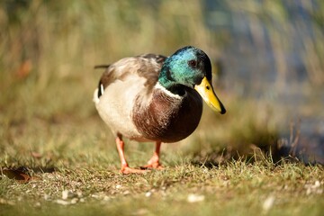 waddling duck