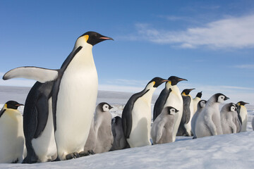 Fototapeta na wymiar Emperor Penguins and Chicks, Antarctica