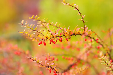 Bright red barberries on a branch on fall day. Berberis darwinii plant.