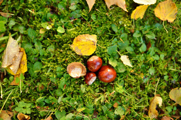 Chestnuts lying on the ground in autumn