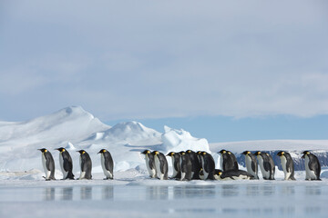 Emperor Penguins,  Antarctica
