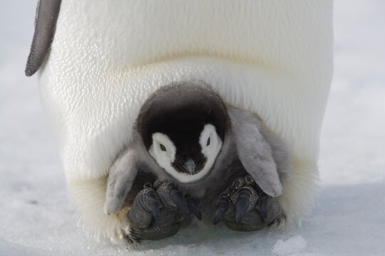 Emperor Penguin Chick On Mother's Feet,  Antarctica