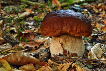 Boletus edulis edible mushroom