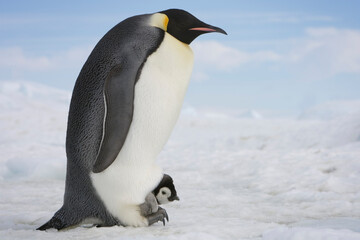 Emperor Penguins,  Antarctica