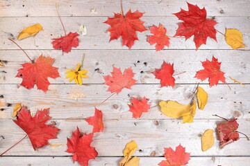 autumn leaves background