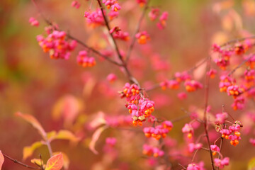 Bright red fruits of euonymus alatus. Winged spindle, winged euonymus or burning bush. Beautiful autumn vegetation.