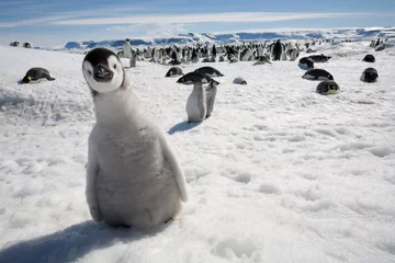 Fototapete Antarktis Kaiserpinguinküken, Antarktis