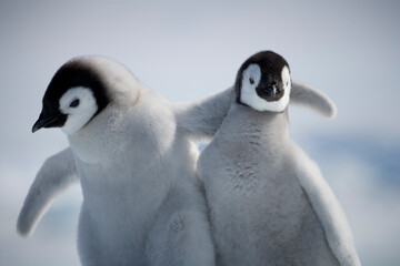 Emperor Penguin Chicks,  Antarctica - obrazy, fototapety, plakaty