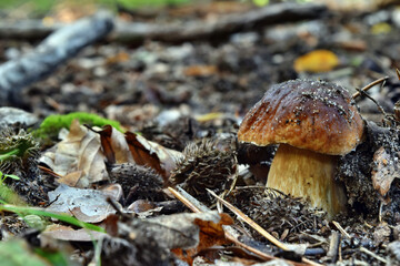 Boletus edulis edible mushroom