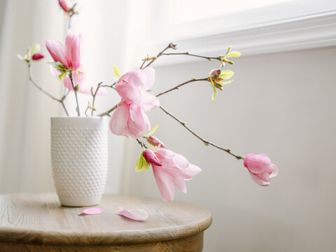 Tulip Magnolia Flowers in white vase on wooden table by window