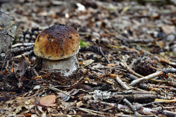 Boletus edulis edible mushroom