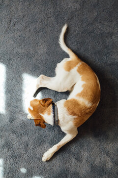 Above Shot Of A Dog Laying On The Floor
