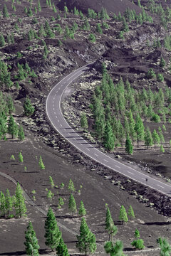 Parc National du teide, La for&ecirc;t de conif&egrave;res sur terre volcanique