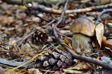 Boletus edulis edible mushroom