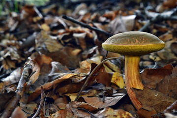 Boletus xerocomus subtomentosus