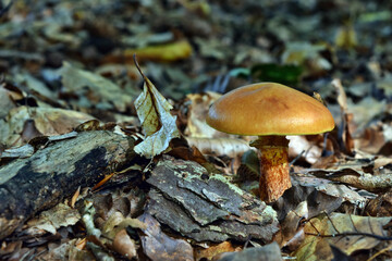  Mushroom edible suillus grevillei