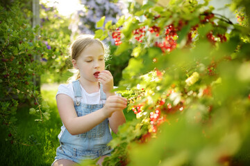 Cute young girl picking red currants in a garden on warm and sunny summer day. Fresh healthy organic food for small kids.