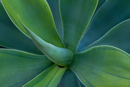 Close up fo agave cactus