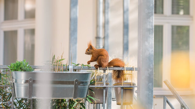 Squirrel sitting on a flower pot